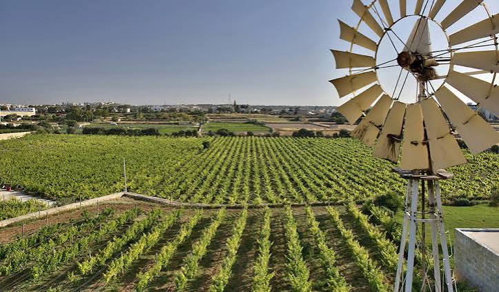Rows of vines and the estate windmill in golden Maltese light